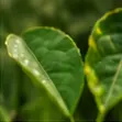 Fungicides