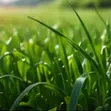 Herbicides