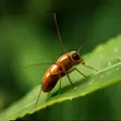 Insecticides