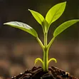  Plant Growth Promoters